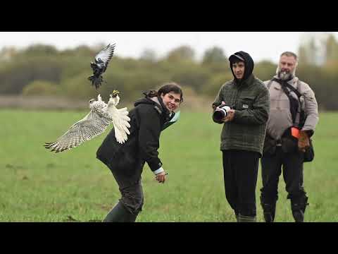 Видео: Состязания ловчих птиц.