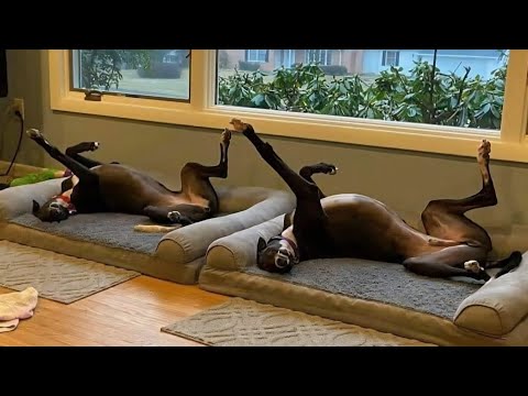 Видео: Невозможно смотреть без смеха! 99% провалов 😂 Смешные видео с собаками 2025 года