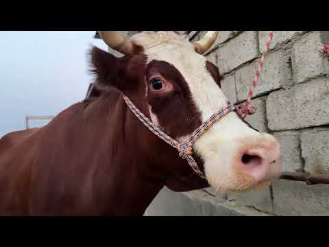 Видео: Моли бугуз ва оча бача Салим бобо дачаи Гозиен 2 ноября 2025 г.