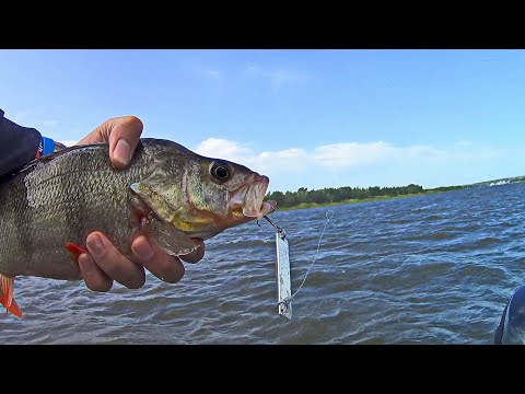Видео: ОКУНЯРЫ жрут всё подряд! Рыбалка на реке Дон