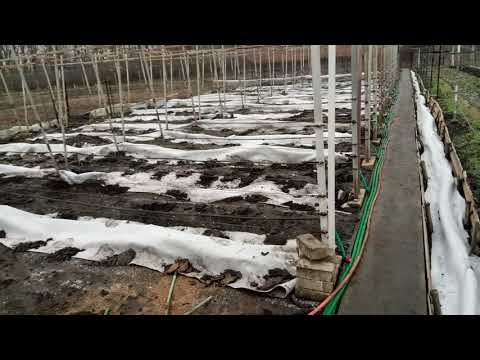 Видео: Укриття винограду геотекстилем 2020 + ноу хау