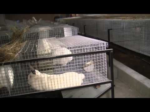 Видео: ДОК-Челябинск Кроликоферма