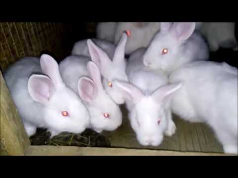 Видео: Активней отписываемся от канала по причине его закрытия на неопределённый срок / точнее на год