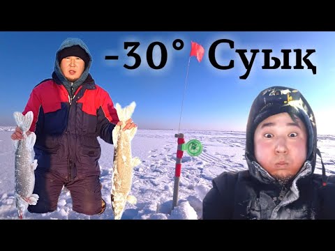 Видео: Мынадай -30 суықта көлден балық аулау сработка өте көп Қоқай Қорғалжын заповедник рыбалка