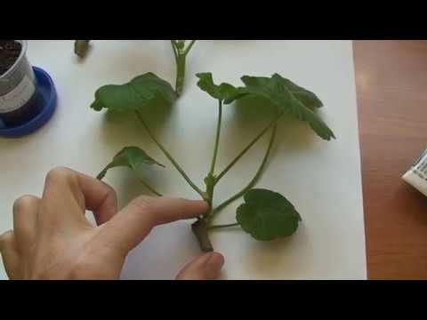 Видео: Укоренение черенков пеларгонии. Как укоренить пеларгонию.