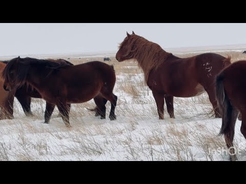 Видео: Жылқы жинау, снегоходпен #жылқы #ақмола #астана #айғыр #ауылым #мұғалжар