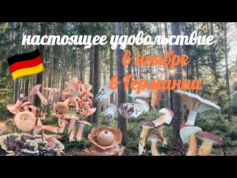Видео: Начало ноября — а грибы всё растут! Полная корзина трофеев в немецком лесу