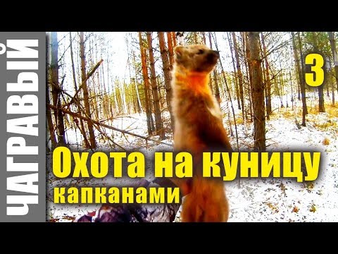 Видео: На куницу капканами 3 часть | On the marten with traps, part 3