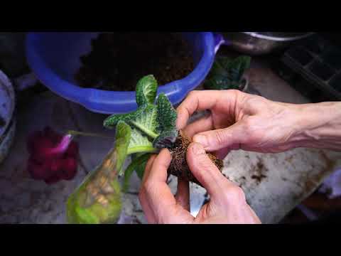 Видео: Подготовка стрептокарпусов к весне. Пересадка и омоложение. 12,02,2025