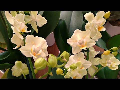 Видео: СДЕЛАЙТЕ ЭТОТ УХОД ОРХИДЕЙ ! ПОЛИВ ОРХИДЕИ ДЛЯ ЦВЕТЕНИЯ ФАЛЕНОПСИС !