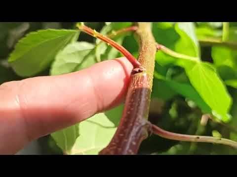 Видео: где брать материал для летних прививок дерева