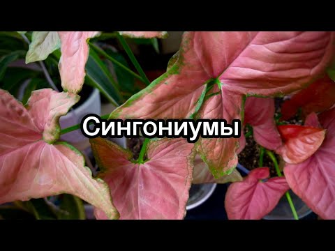 Видео: Обзор моих  Сингониумов 🪴