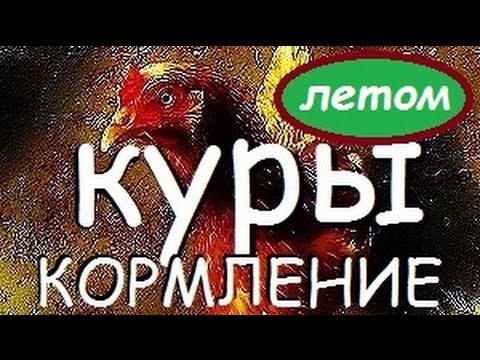 Видео: Кормление кур несушек летом.  Чем и как кормлю чтобы неслись