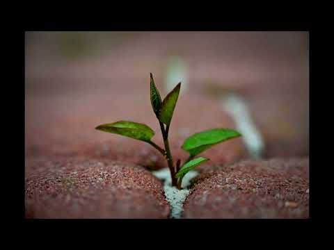 Видео: Псальм 51 (Малітва ў скрусе)