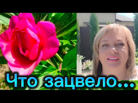 Видео: Клематис, вейгела, крупнолистные гортензии, метельчатые гортензии.... все зацветает 🌺🍀💞