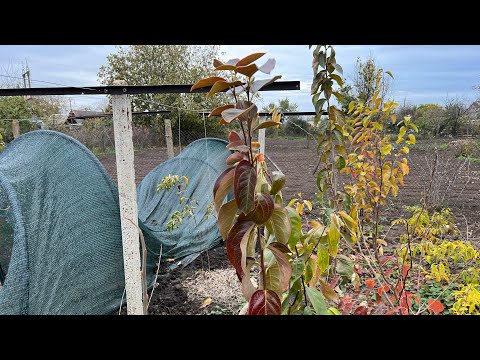 Видео: Огляд моїх саджанців хурми