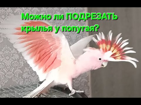 Видео: Можно ли ПОДРЕЗАТЬ крылья у попугая?