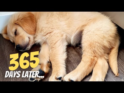 Видео: 1 год за 10 минут | Первый год с золотистым ретривером
