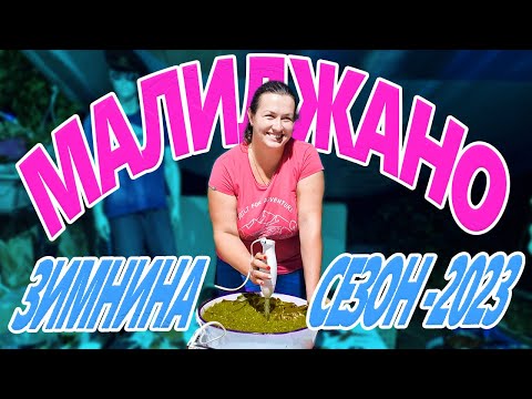Видео: Живот на село: Рецепта за малиджано - вкусна балканска разядка