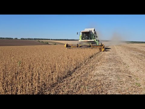 Видео: Соя 2025 початок. Соя сипе! але не тільки в бункер.