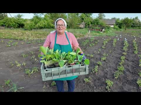 Видео: Пора висаджувати у відкритий грунт все! Висаджуємо синенькі /баклажани/