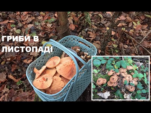 Видео: Які гриби ростуть в листопаді в мішаному лісі. Квашена капуста з опеньками та скрамбл з рижиками