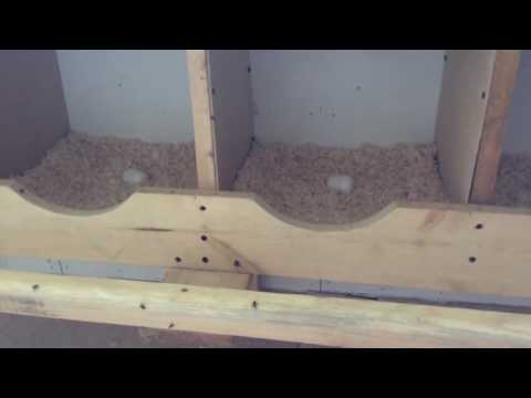 Видео: Тёплый курятник за 1,5 месяца