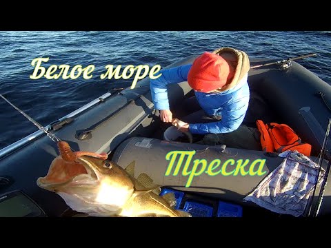 Видео: ТРЕСКА/БЕЛОЕ МОРЕ