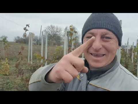 Видео: Хвороба  виноград головного мозку,  прогресує. )))