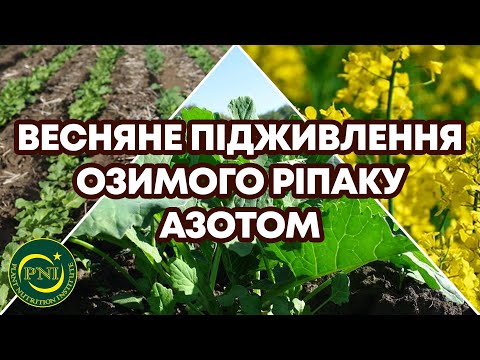 Видео: Весняне підживлення ОЗИМОГО РІПАКУ АЗОТОМ 2024: нюанси та тонкощі