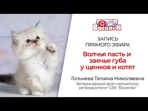 Видео: Волчья пасть и заячья губа Гольнева Т Н Часть 2