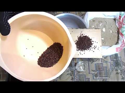 Видео: Готовим семена кизильника к стратификации.