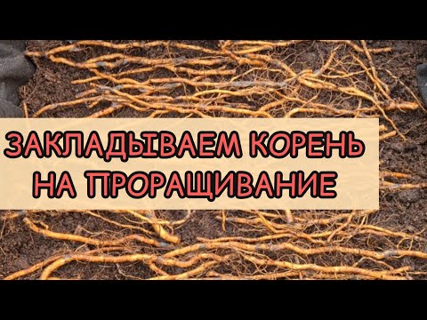 Видео: Закладываем ежевичный корень на проращивание