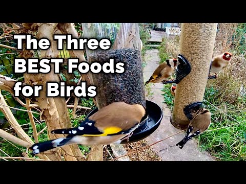 Видео: ЛУЧШАЯ еда для привлечения птиц в ваш сад