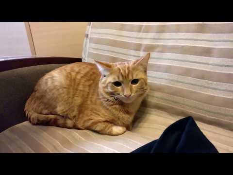 Видео: Неожиданно зима, мега ДТП и новая Сяськина вундервафля