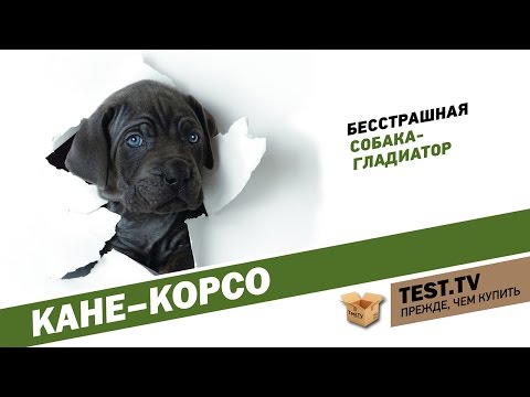 Видео: TEST.TV: Кане-корсо собака гладиатор.