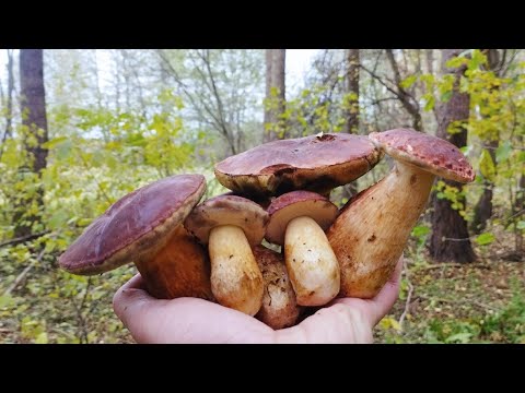 Видео: ​Неочікуваний Урожай! Гриби Напередодні Морозів (Тихе Полювання) #гриби, #boletus, #mushroom