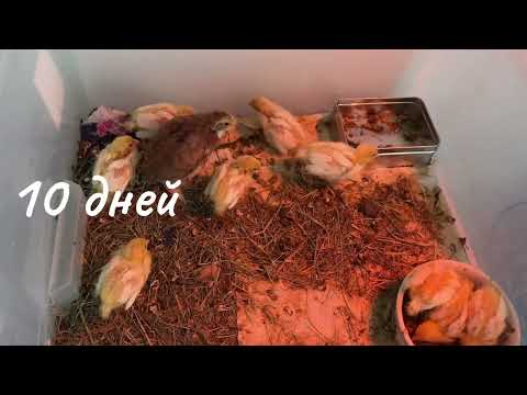 Видео: Самые спокойные перепела! Мои ТЕХАСЦЫ с первого дня до месяца.