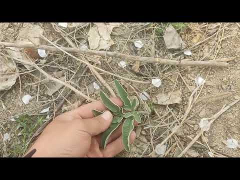 Видео: Каврак чайыр осумдугун бактын арасында.0774280688Водсап.связ 0755292910