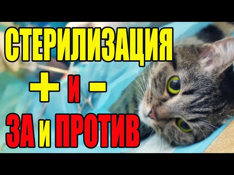 Видео: Стерилизация кошки. Как это было. Все за и против на моем опыте.