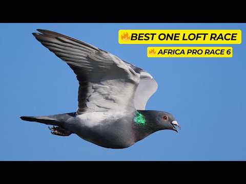 Видео: Голубиные гонки в лучшем виде | Результаты и рейтинг Africa Pro Race 6