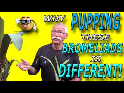 Видео: Почему выращивание ЭТИХ бромелиевых растений отличается!