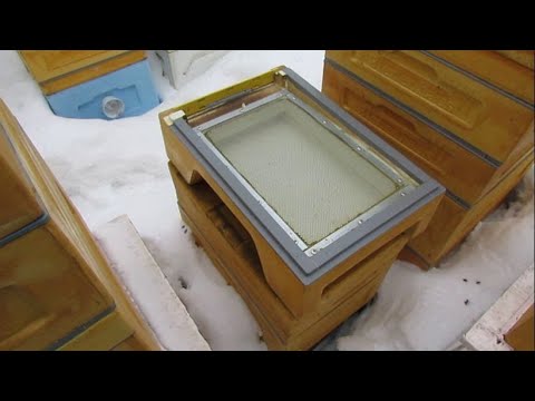 Видео: обработка пчел от клеща Варроа в марте - ответы на вопросы