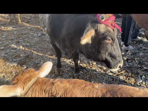 Видео: 8.11.2025.мал базар👆Манас шаары