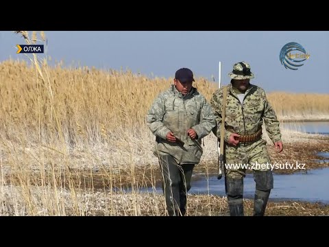 Видео: ОЛЖА - Алакөлден үйрек ату/ 24. 10. 21.