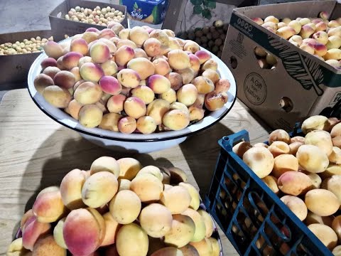 Видео: ԾԻՐԱՆԻ ՀՅՈՒԹ պտղամսով#абрикосовый сок #Apricot Juice#Homemade