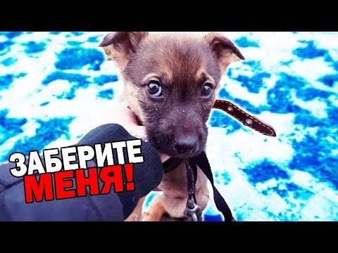 Видео: Спасение щенка. Собачка ищет дом / SANI vlog