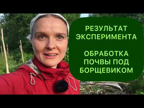 Видео: Опыт с химобработкой почвы под борщевиком гербицидом Магнум