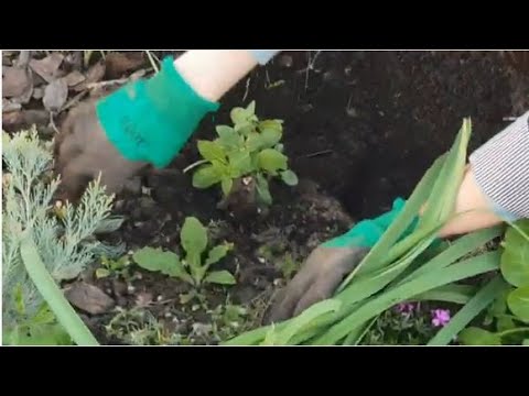 Видео: Годеция. ч.6. Высадка в грунт. Выращивание из семян. Клумбы с рассадной и семенной годецией.