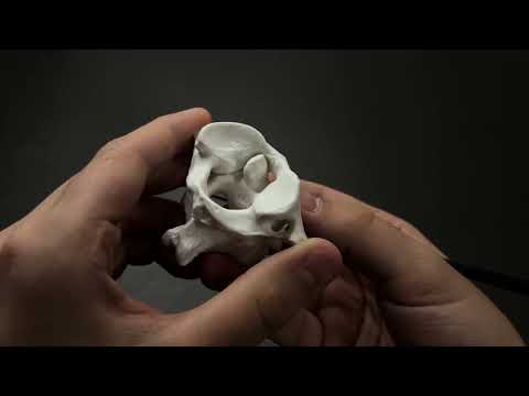 Видео: Бірінші мойын омыртқасы